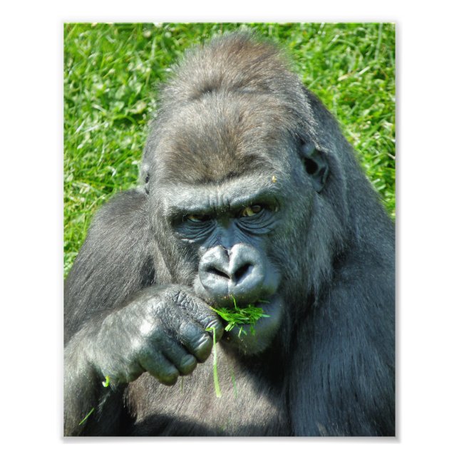 GORILLAS PHOTO PRINT (Front)