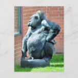 GORILLAS POSTCARD