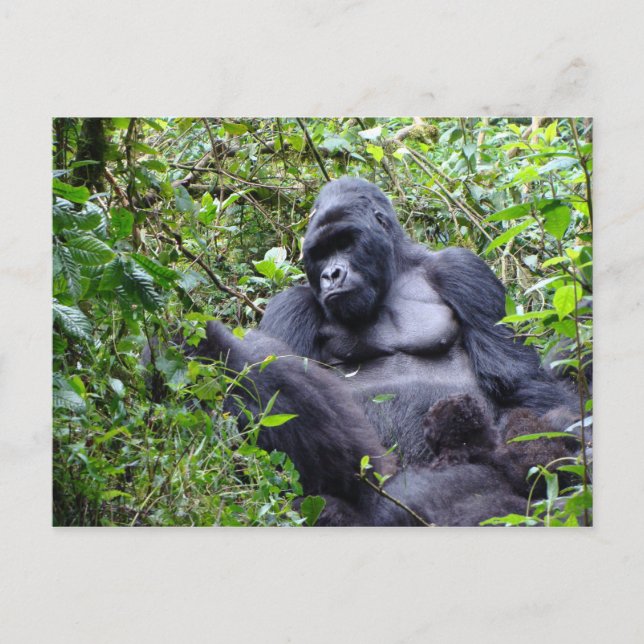 Gorillas- Rwanda Postcard (Front)