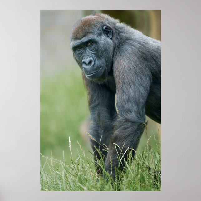 Gorilla's Tranquil Meadow Portrait Poster (Front)