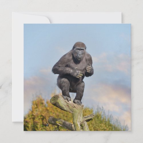 Gorillas Tree_Balancing Act