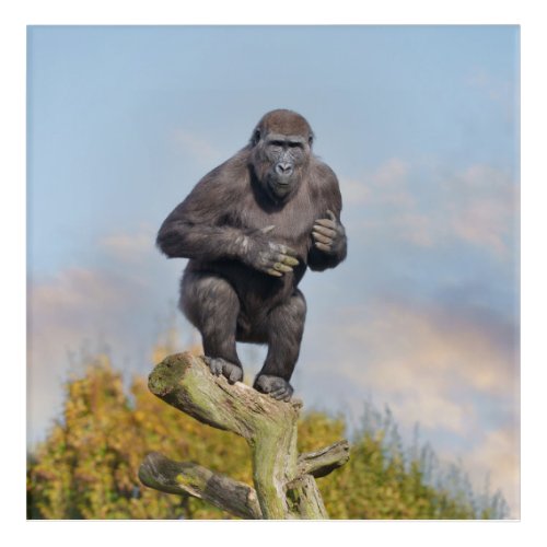 Gorillas Tree_Balancing Act Acrylic Print