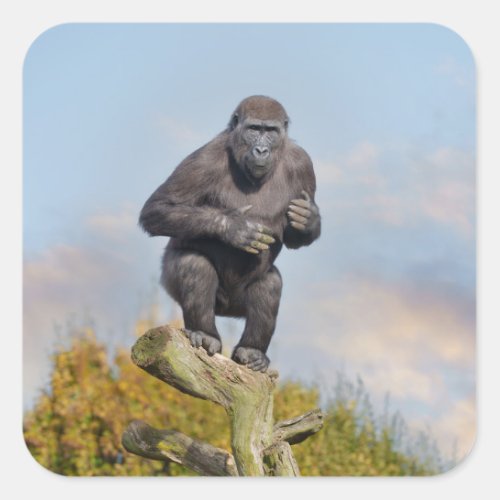 Gorillas Tree_Balancing Act Square Sticker