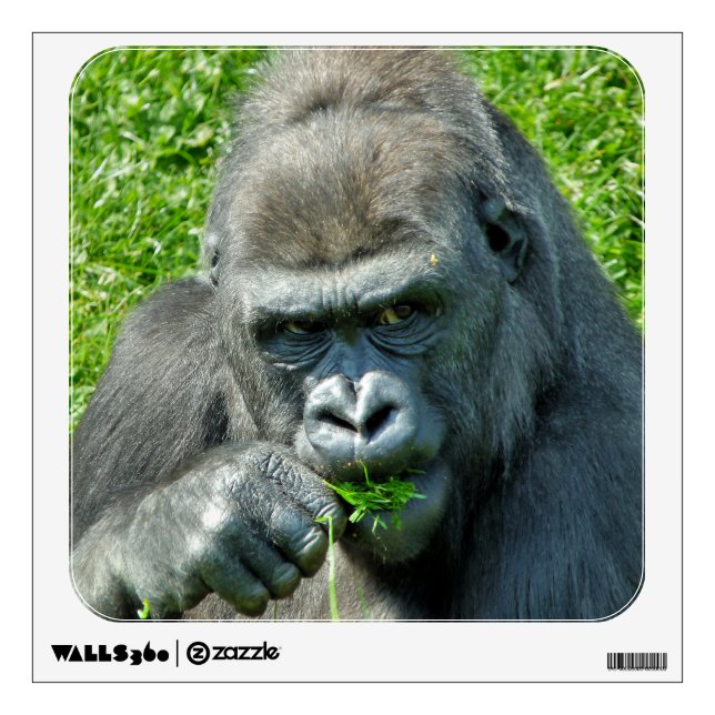 GORILLAS WALL DECAL (Front)