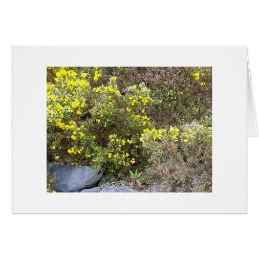 Gorse and Rocks Cards (Front Horizontal)