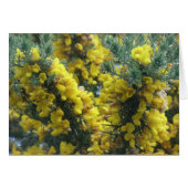 Gorse, Loch Ness, Scotland (Front Horizontal)