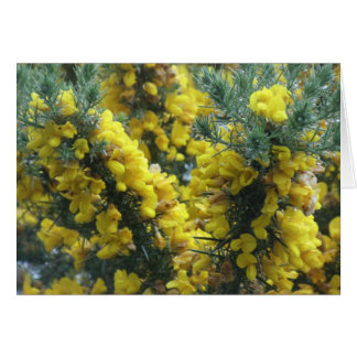 Gorse, Loch Ness, Scotland Cards