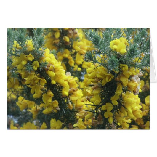 Gorse, Loch Ness, Scotland Cards (Front Horizontal)