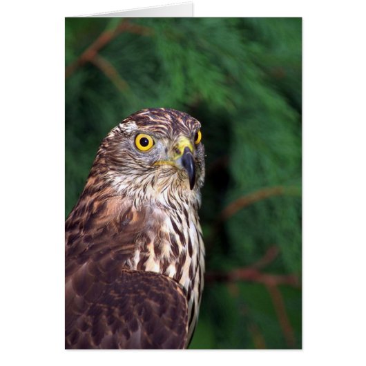 Goshawk Cards (Front)