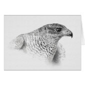 Goshawk Drawing (Front Horizontal)