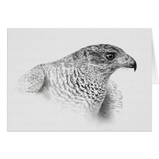Goshawk Drawing Cards (Front Horizontal)