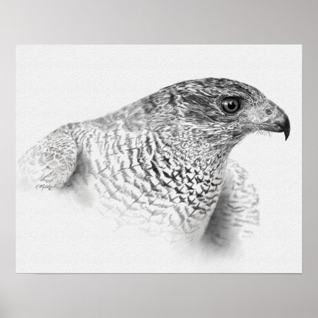 Goshawk Drawing Poster (Front)