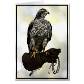 Goshawk on Glove (Front)