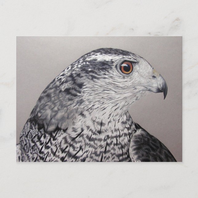 Goshawk Postcard (Front)
