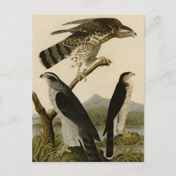 Goshawk & Stanley Hawk Postcard by birdpictures at Zazzle