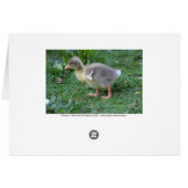 Gosling (Back Horizontal)