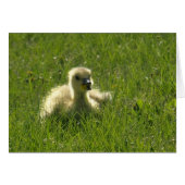 Gosling (Front Horizontal)