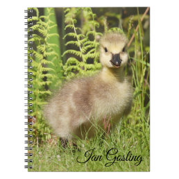 Gosling (Canada Goose) Notebook