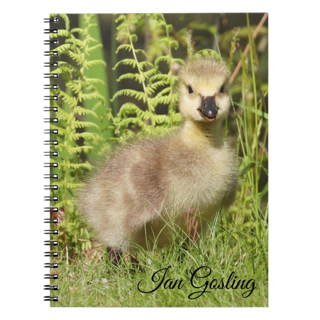 Gosling (Canada Goose) Notebook (Front)