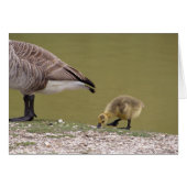 Gosling card (Front Horizontal)