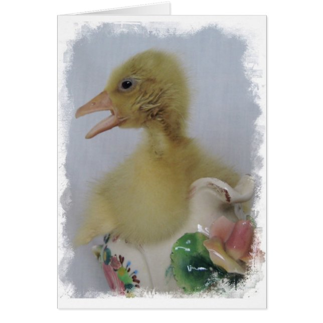 Gosling Cards (Front)