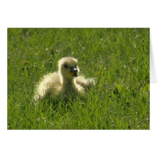 Gosling Cards