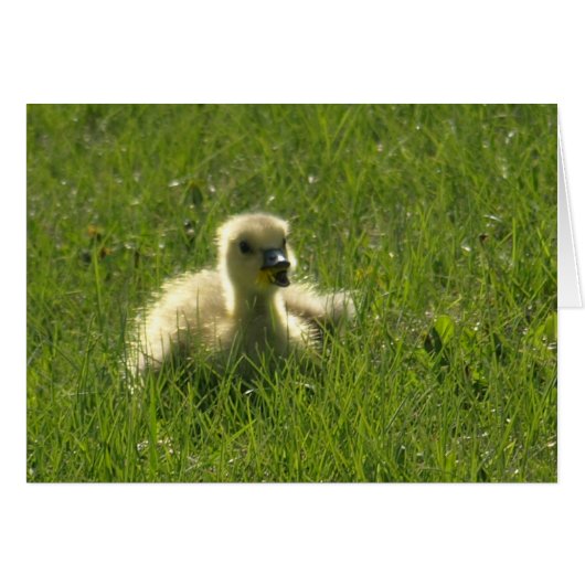 Gosling Cards (Front Horizontal)