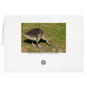 Gosling Cards (Back Horizontal)