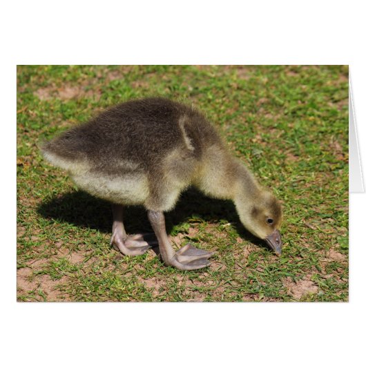 Gosling Cards (Front Horizontal)