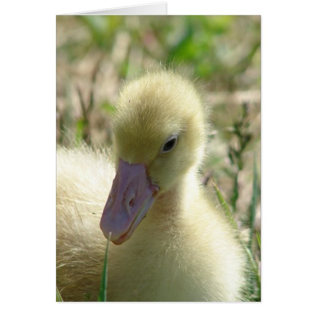 Gosling Cards (Front)