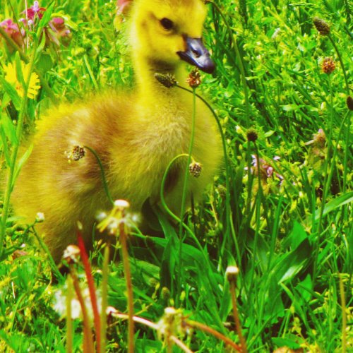 Gosling In Spring Postcard