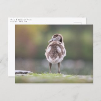 Gosling Nature Photo