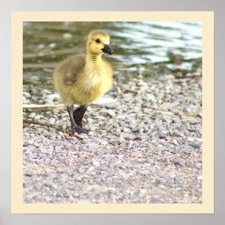 Gosling Photo Poster
