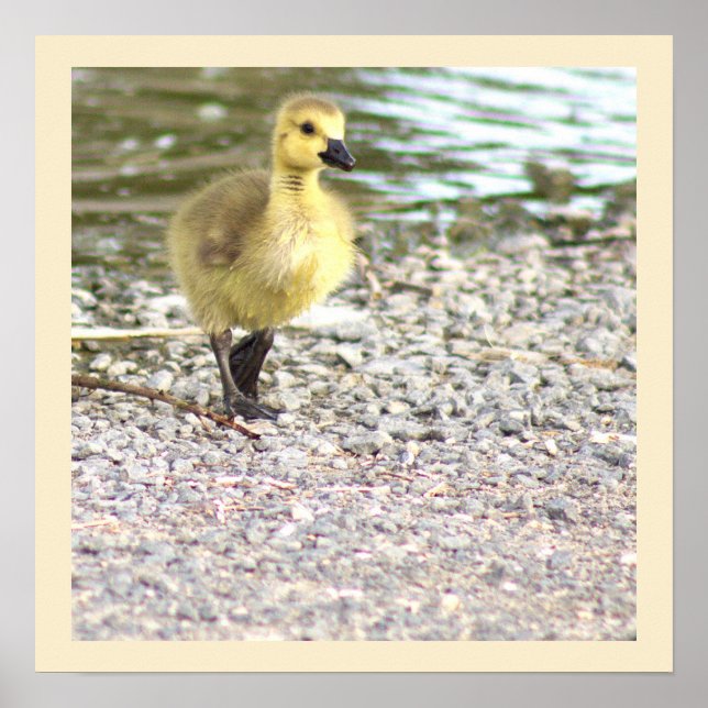 Gosling Photo Poster (Front)