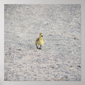 Gosling Photo Poster