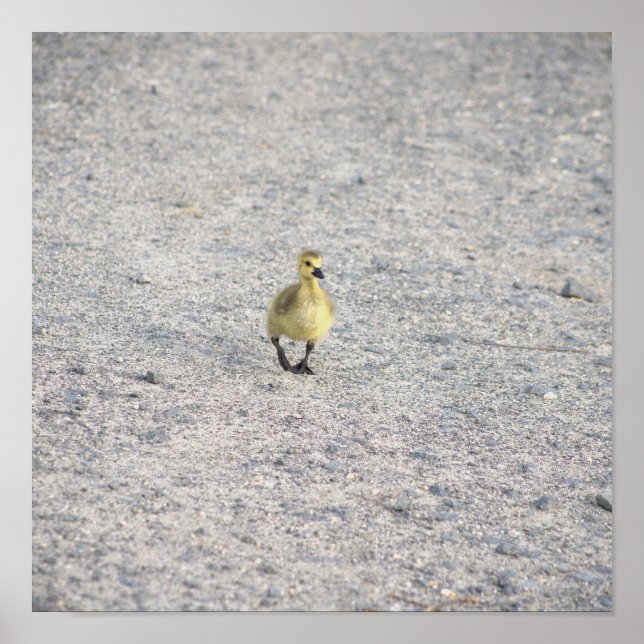 Gosling Photo Poster (Front)