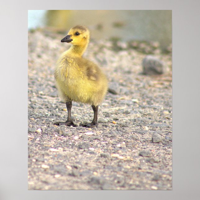 Gosling Photo Poster (Front)