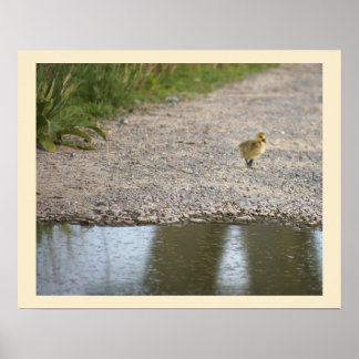 Gosling Photo Poster