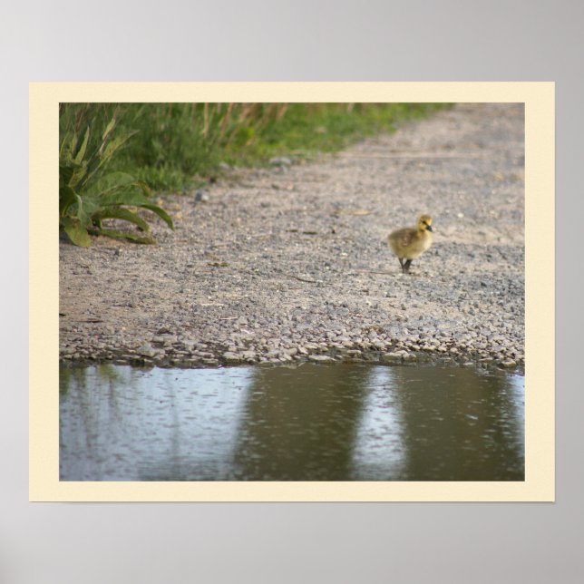 Gosling Photo Poster (Front)