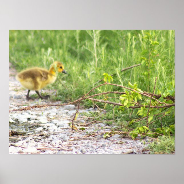 Gosling Photo Poster (Front)