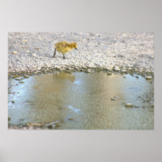 Gosling Photo Poster