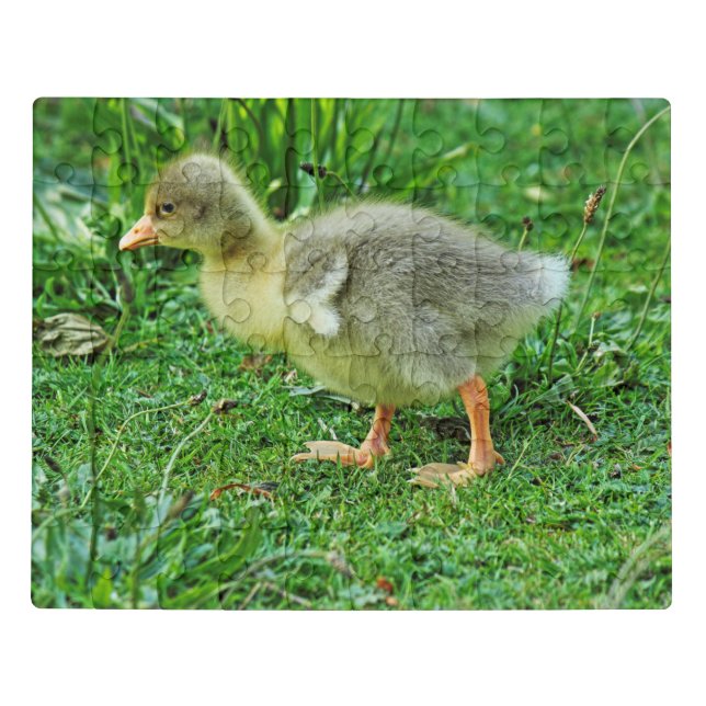 Gosling. Roath Park Lake, Cardiff, Wales. Jigsaw Puzzle (Puzzle Horizontal)