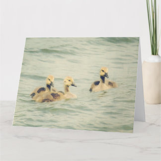 Goslings Baby Geese Big Note Card