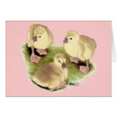 Goslings:  Buff African (Front Horizontal)