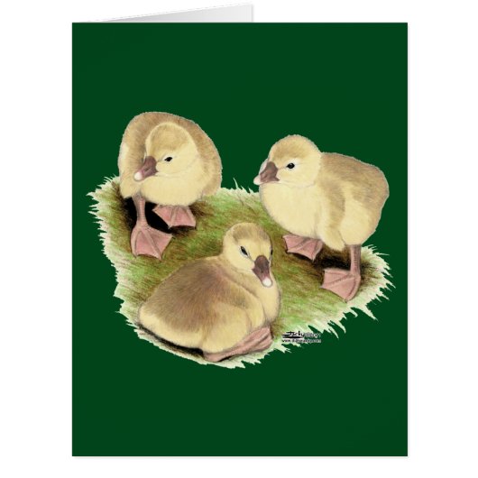Goslings: Buff African Cards (Front)