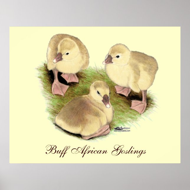 Goslings:  Buff African Poster (Front)