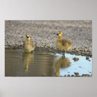 Goslings in Puddle Poster