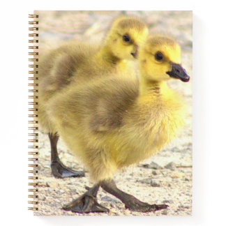 Goslings Photo Notebook