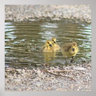 Goslings Photo Poster