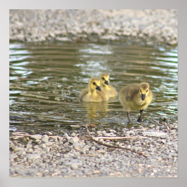 Goslings Photo Poster (Front)